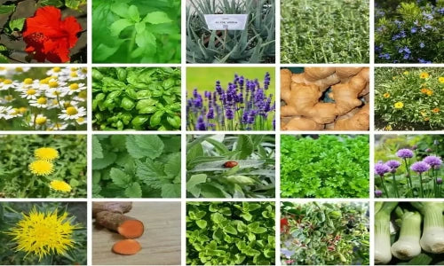 28 Medicinal Herbs You Need to Have in Your Garden