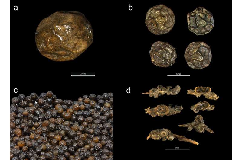 Trove of spices from around the world on sunken fifteenth-century Norse ship