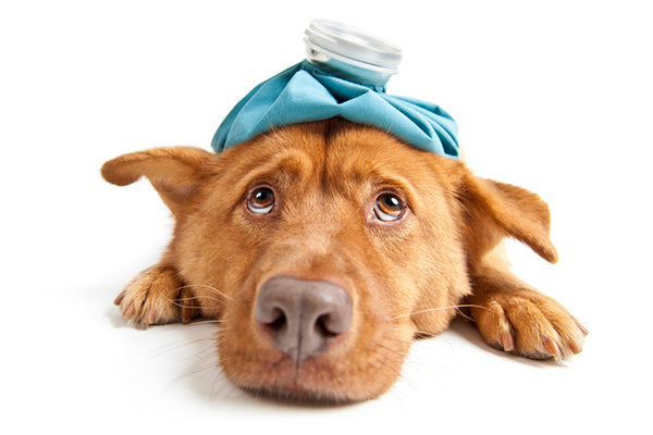 The post Kennel Cough Treatment — 4 Home Remedies for Kennel Cough by Julia Szabo appeared first on Dogster