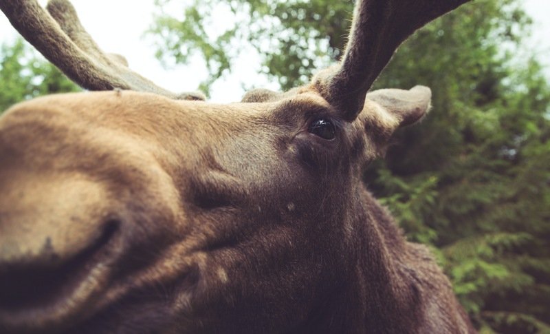 That Time My Mom Really Pissed off a Moose