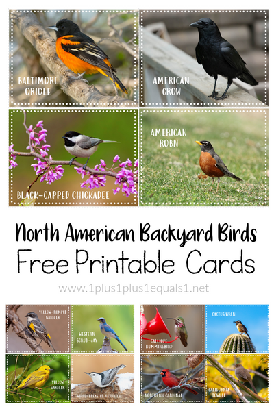 Backyard Birds Printable Photo Cards