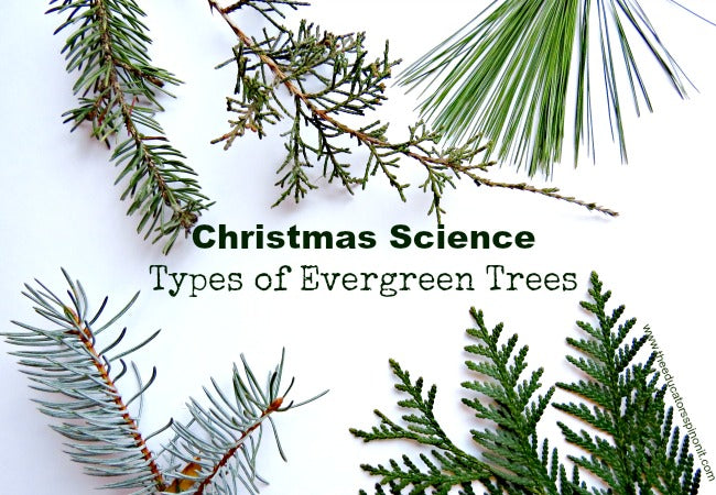 Types of Evergreen Trees